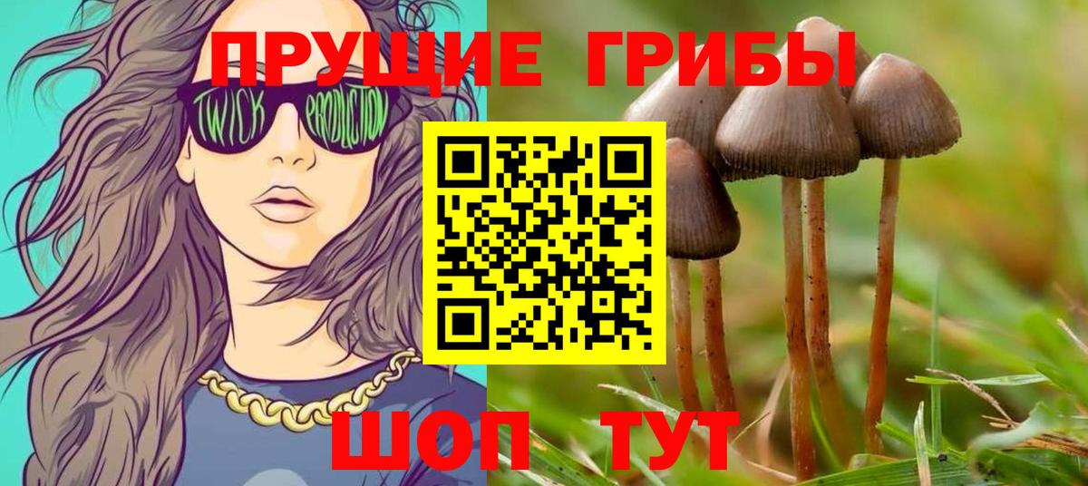 Ржев  Галлюциногенные грибы Psilocybine cubensis  Вход с VPN 